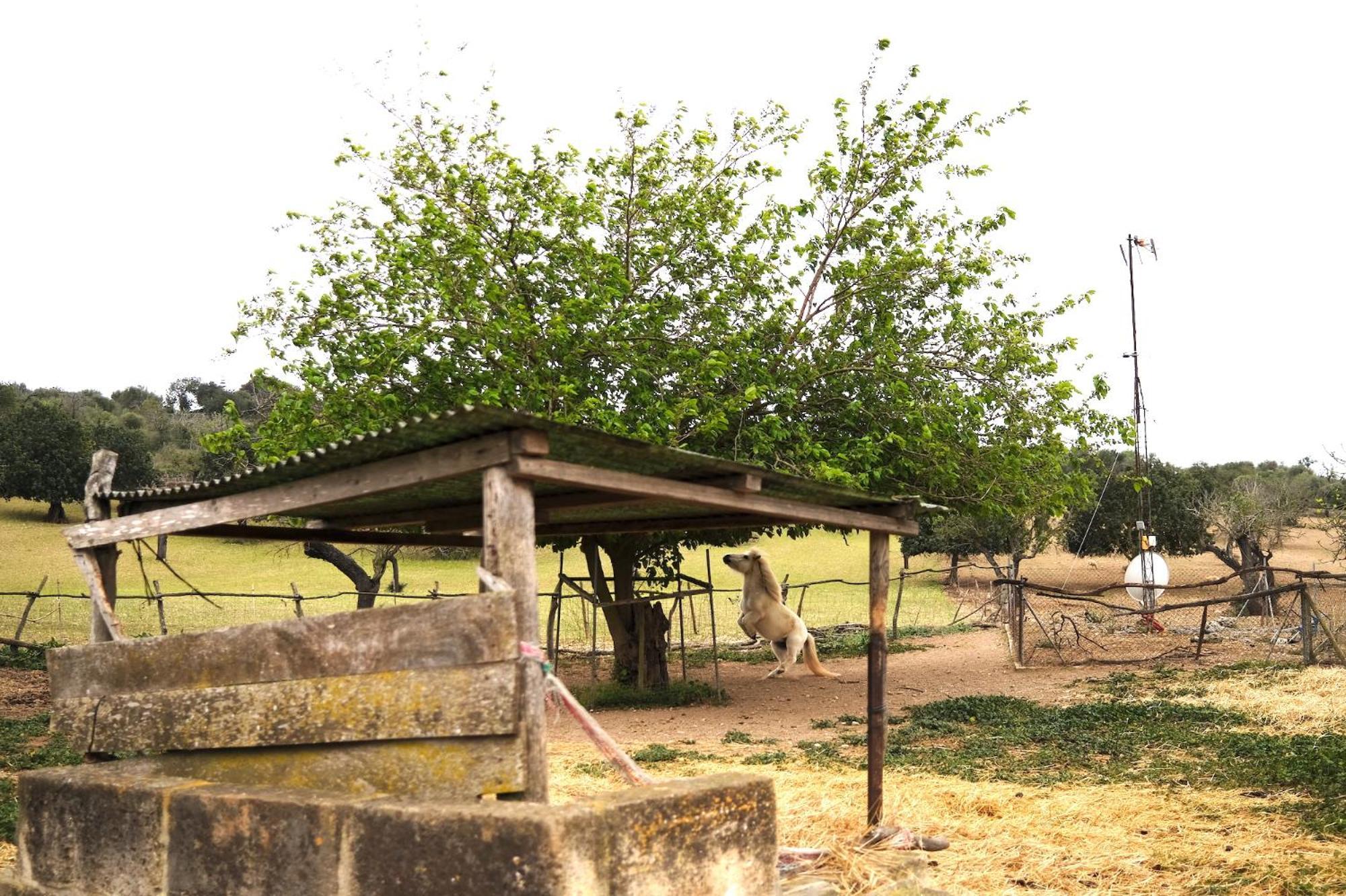 Finca Hotel Ses Cases Noves Sant Llorenc Des Cardassar Esterno foto